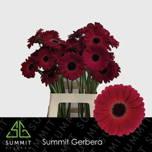 Gerbera Dark Diamond Water x40 Lang