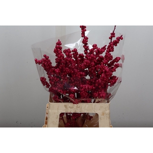 Ilex Wx Cerise