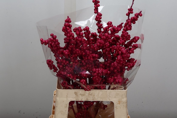 <h4>Ilex Wx Cerise</h4>