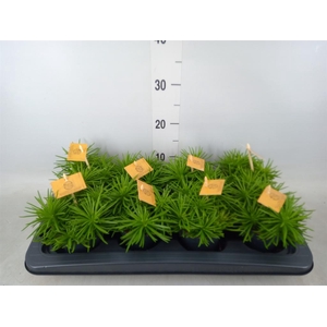 Senecio archeri 'Himalaya'