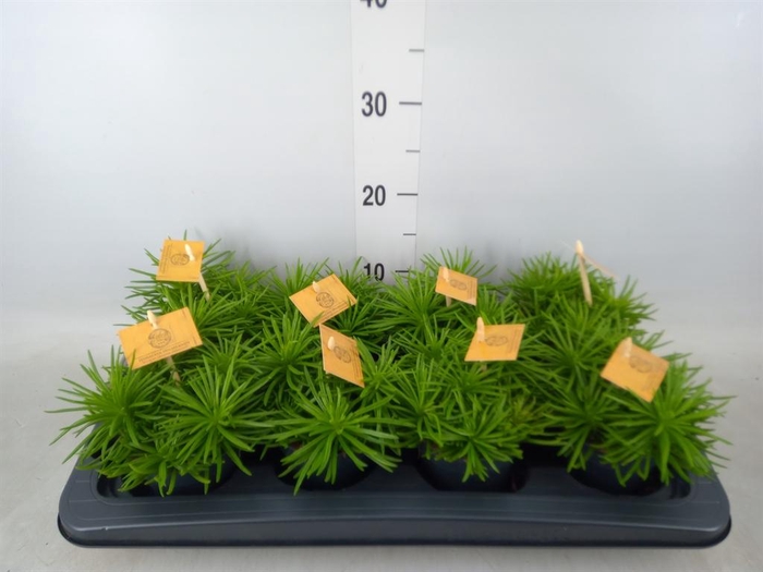 <h4>Senecio archeri 'Himalaya'</h4>