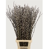 Salix Wilgenkatjes 100cm ( Duitse )
