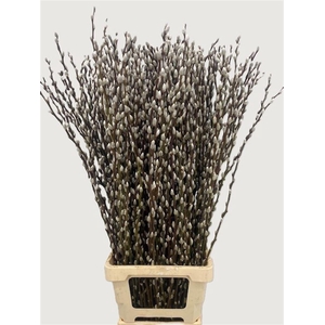 Salix Wilgenkatjes 90cm P Stem