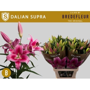 LI OT DALIAN Supra