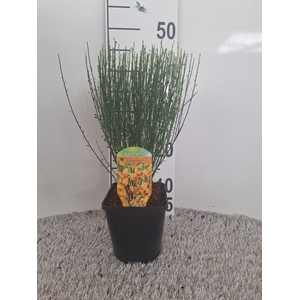 Cytisus Apricote Gem
