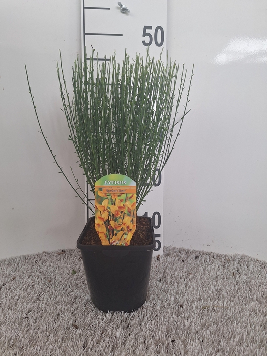 Cytisus Apricote Gem