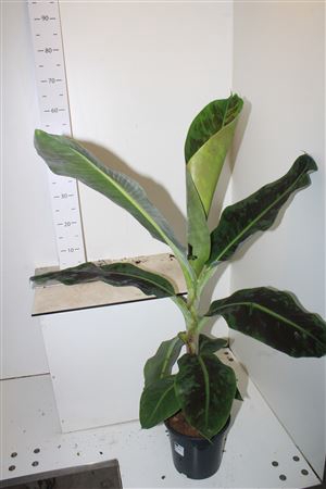 <h4>Musa Dwarf Cavendish</h4>