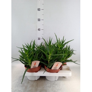 Aloe   ...