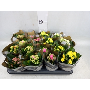 Kalanchoe blos. 'RoyalDon'   ..mix