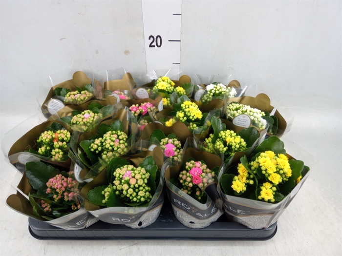 <h4>Kalanchoe blos. 'RoyalDon'   ..mix</h4>