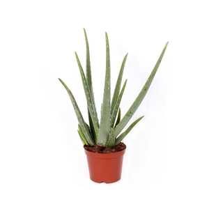 Aloe vera 17 cm