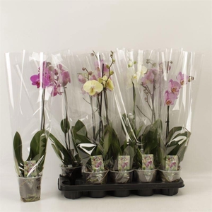 PHAL GEM