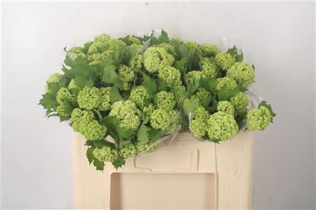 <h4>Viburnum Roseum St 2/5 Koppers</h4>
