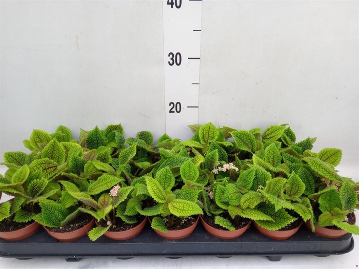 <h4>Pilea mollis 'Moon Valley'</h4>