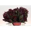 Leucadendron Saf Sunset Dark R.