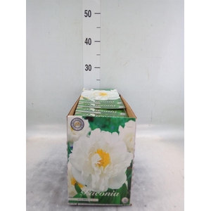 Flowerbulbs, corns or tubers ...