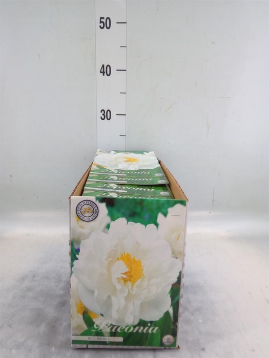 <h4>Flowerbulbs, corns or tubers   ...</h4>