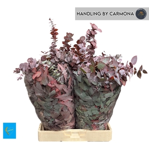 EUC CIN KLB P BOS H%