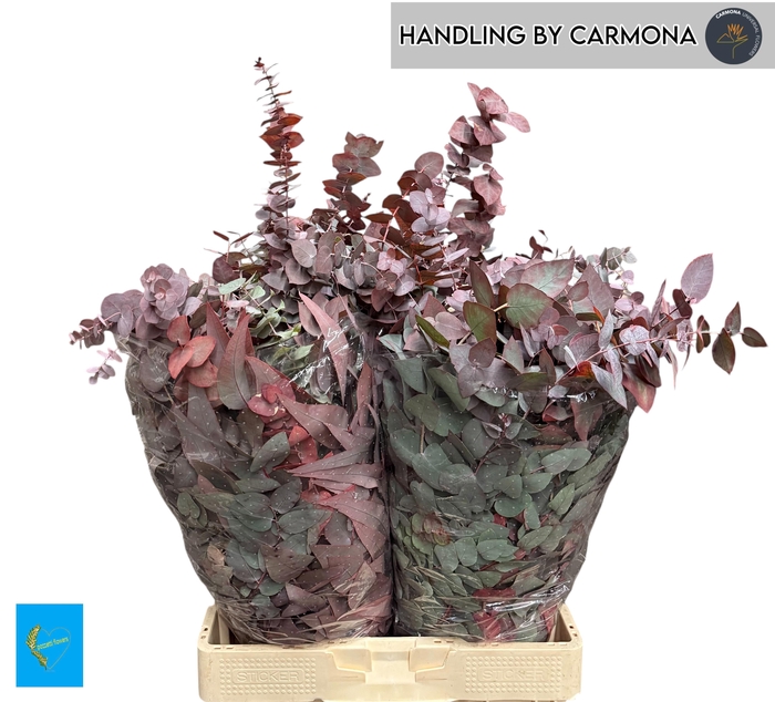 <h4>EUC CIN KLB P BOS H%</h4>