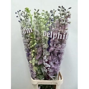 DELPH DU GEM