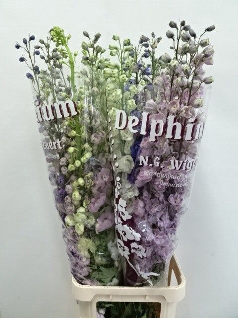 <h4>DELPH DU GEM</h4>