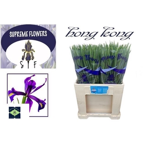 IRIS HONG KONG