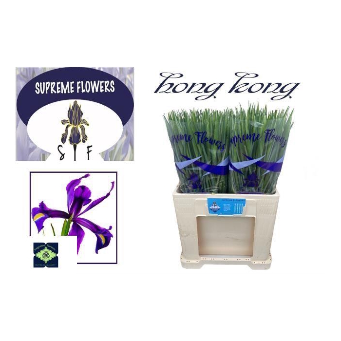 <h4>IRIS HONG KONG</h4>