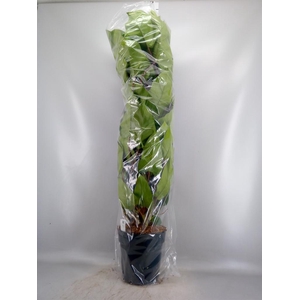 Philodendron  'Emerald Queen'