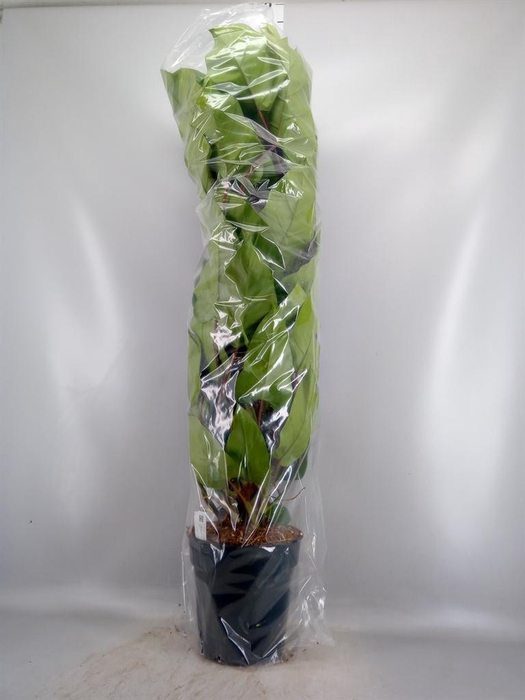<h4>Philodendron 'Emerald Queen'</h4>