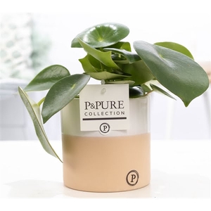 Peperomia Raindrop in P&PURE Rosy ceramics