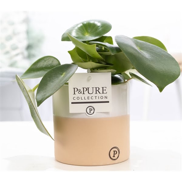 <h4>Peperomia Raindrop in P&PURE Rosy ceramics</h4>