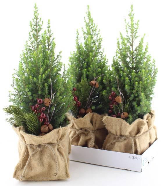 <h4>PICEA GL MAGNIFIQUE</h4>