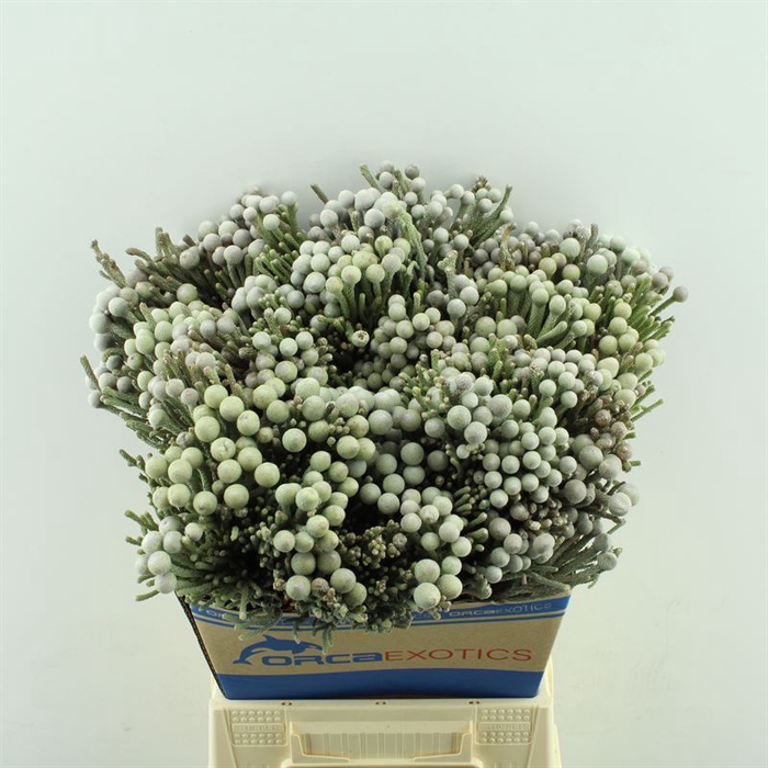 <h4>Kaaps Brunia Laevis (Silver)</h4>