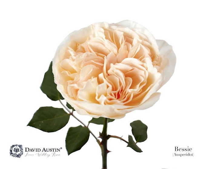 Rosa David Austin Bessie