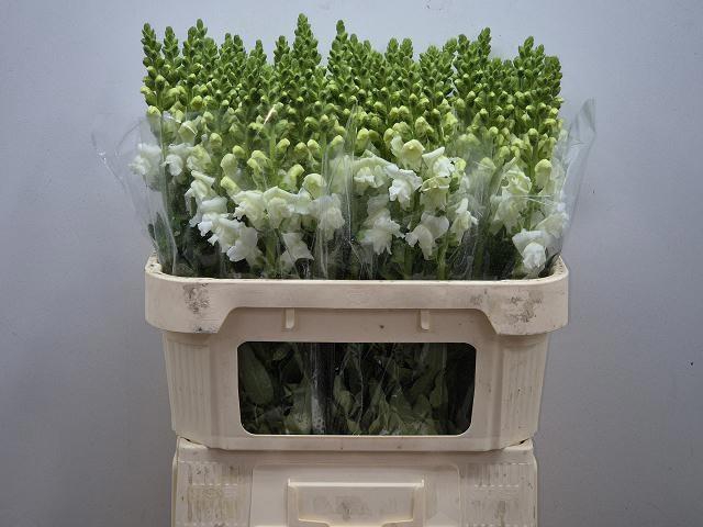 <h4>ANTIR ANTIBES WHITE</h4>