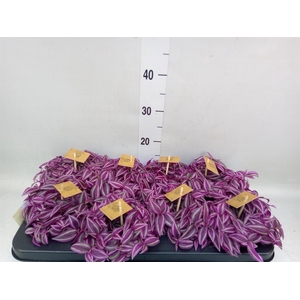 Tradescantia zebr. 'Pink Paradise'