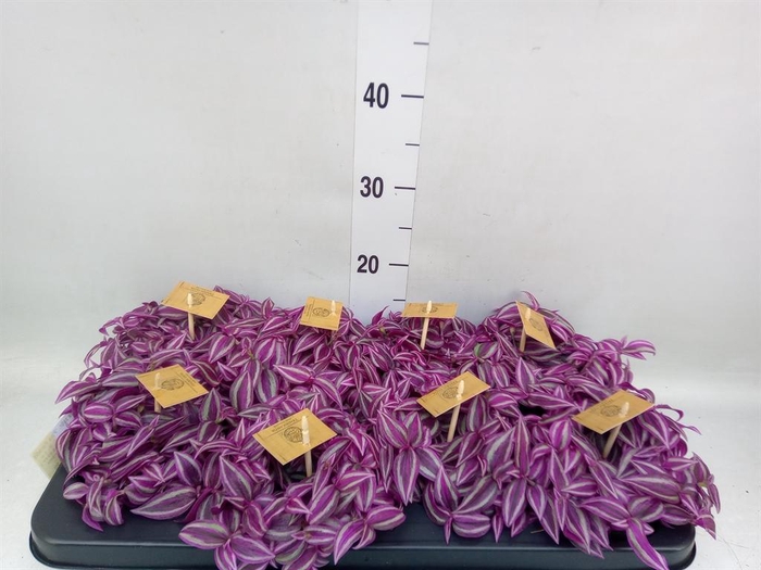 Tradescantia zebr. 'Pink Paradise'