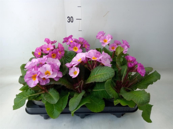 <h4>Primula elat.</h4>