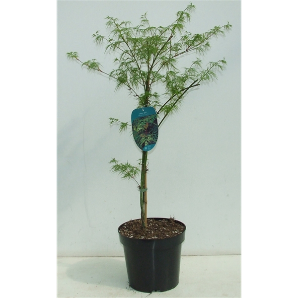 <h4>Acer palmatum 'Emerald Lace' P26</h4>