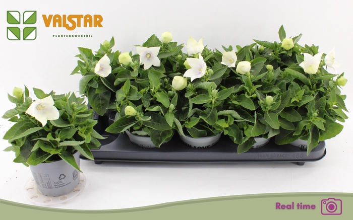 <h4>PLATYCO GR ASTRA WHI</h4>