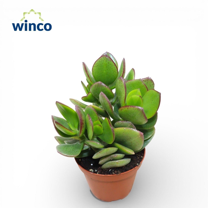 <h4>Crassula Oblique</h4>