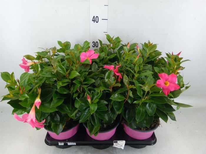 <h4>Mandevilla   ...</h4>