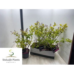 DEUTZIA OV