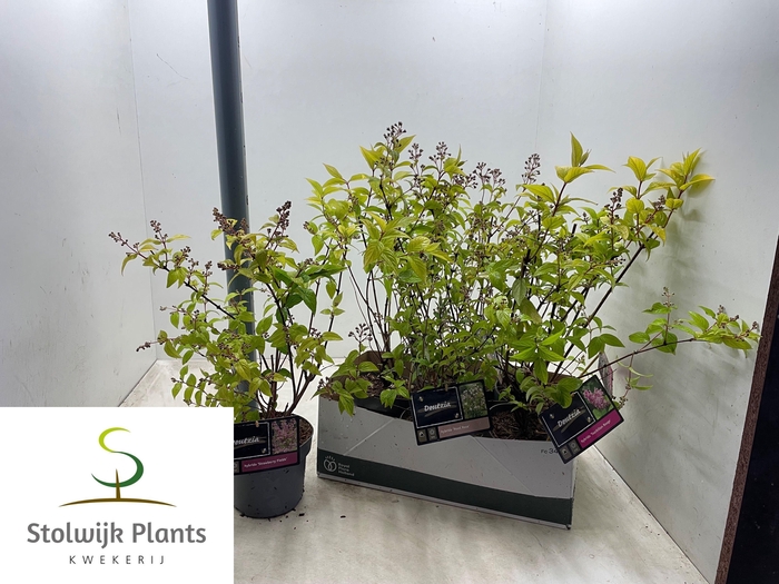 <h4>DEUTZIA OV</h4>
