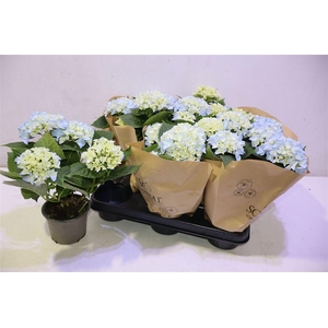 arr8 Hydr M Ov Blauw