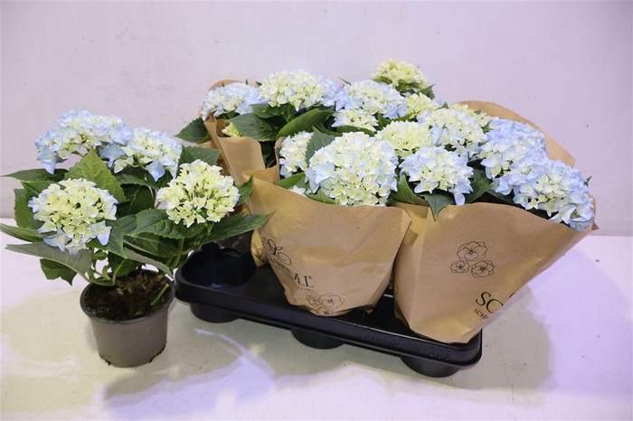 <h4>arr8 Hydr M Ov Blauw</h4>