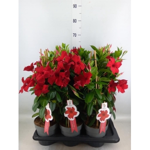 Mandevilla sand. 'SumStar Red'