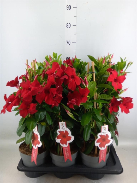 <h4>Mandevilla sand. 'SumStar Red'</h4>
