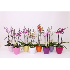 Phal. Multi 2-tak mix in keramiek Sofia mix met bijsteker Pasen