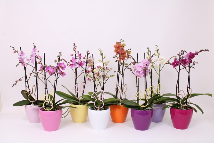 <h4>Phal. Multi 2-tak mix in keramiek Sofia mix met bijsteker Pasen</h4>